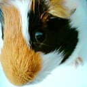 GuineaPiggy